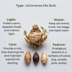 Achimenes Mix Bulb (1pc)