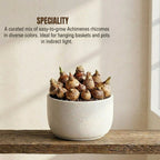 Achimenes Mix Bulb (1pc)