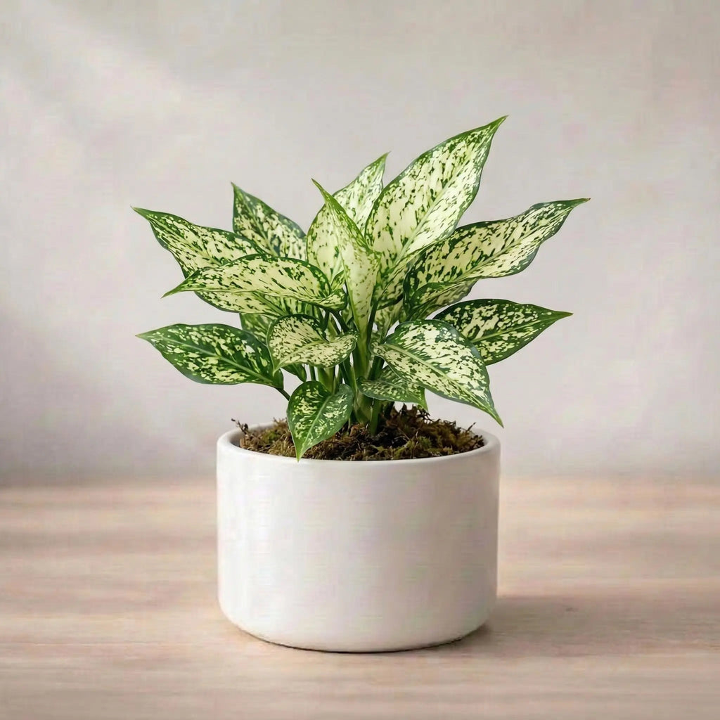 Aglaonema Snow White Plant Sapling (1pc)