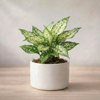 Aglaonema Snow White Plant Sapling (1pc)