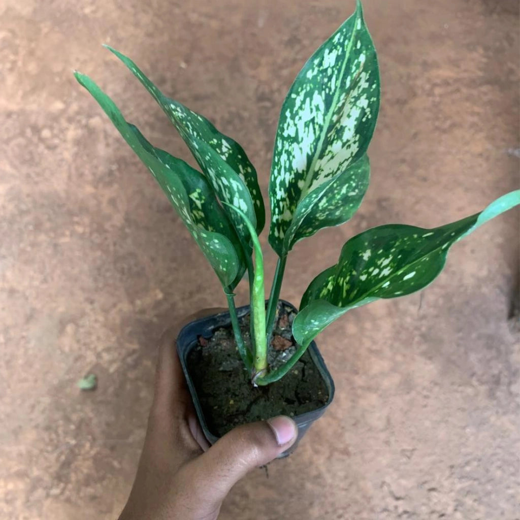 Aglaonema Snow White Plant Sapling (1pc)