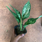 Aglaonema Snow White Plant Sapling (1pc)