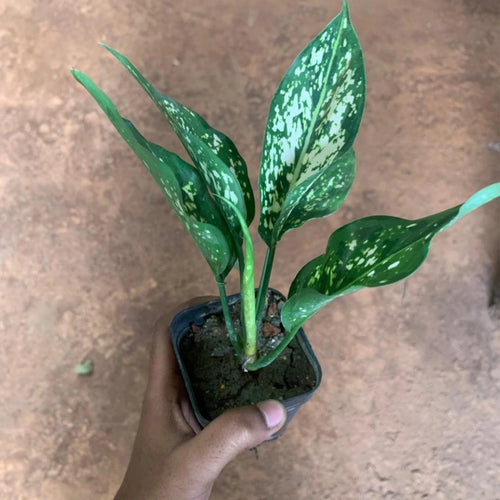 Aglaonema Snow White Plant Sapling (1pc)