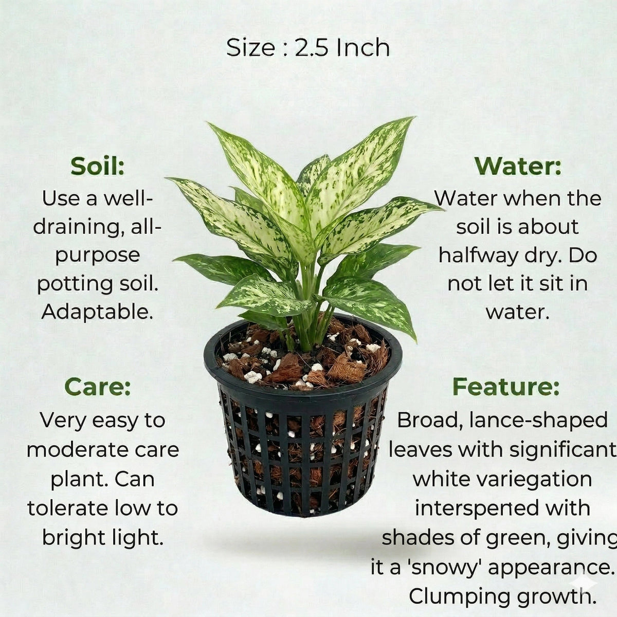 Aglaonema Snow White Plant Sapling (1pc)