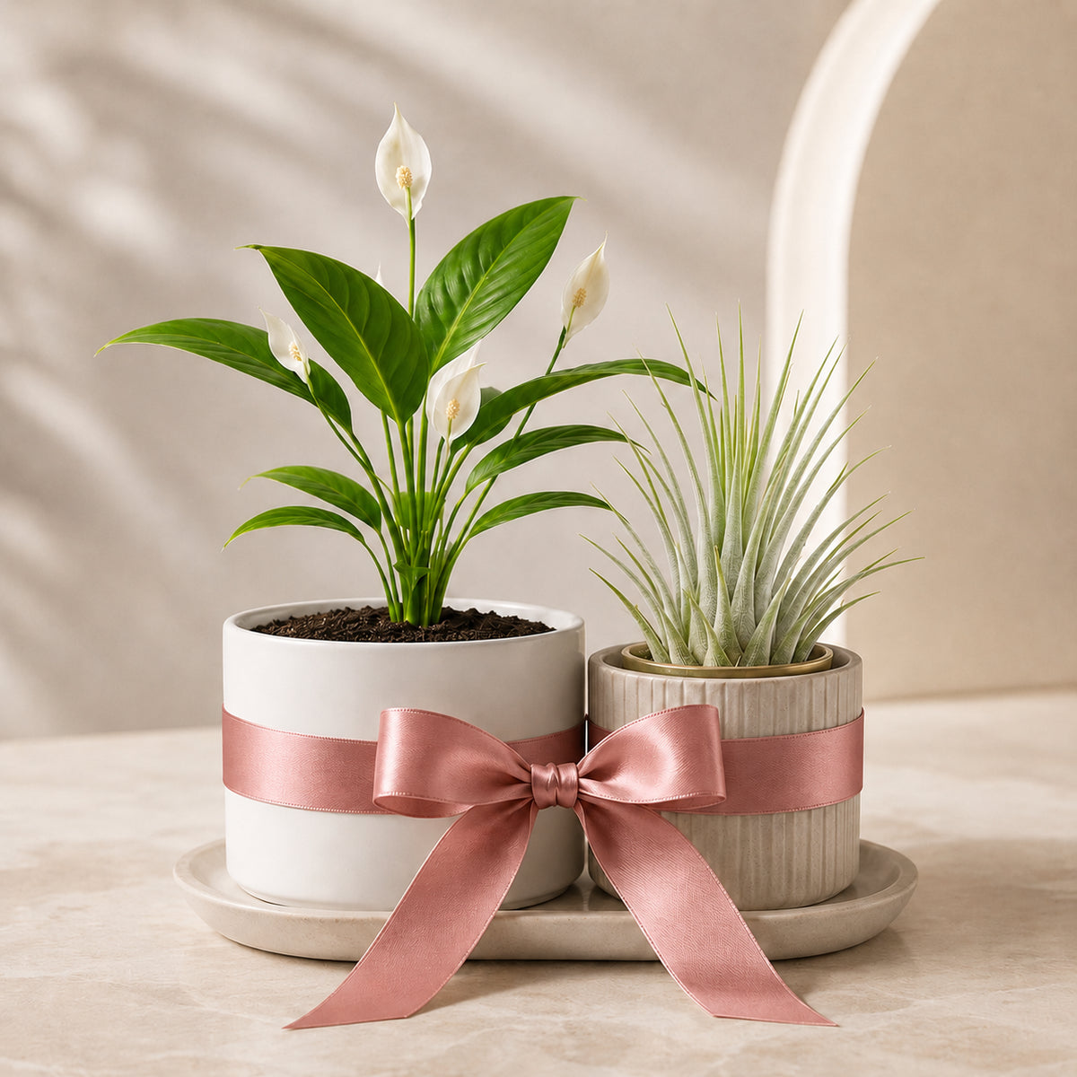 Air Purifying Plant Bundle