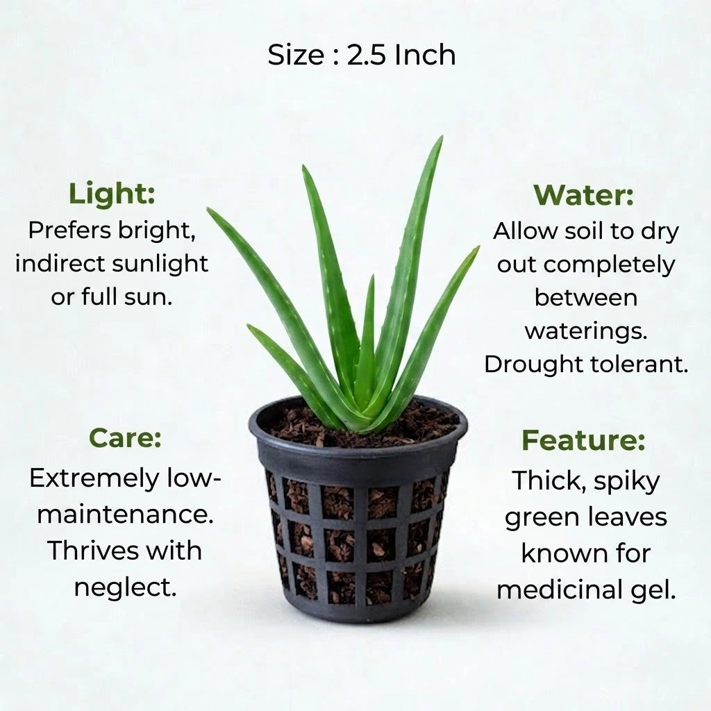 Aloe Vera Plant Sapling (1pc)