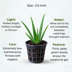 Aloe Vera Plant Sapling (1pc)