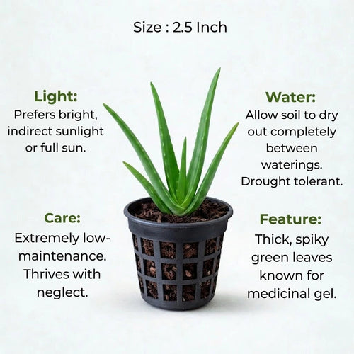 Aloe Vera Plant Sapling (1pc)