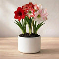 Amaryllis Lily Mix Bulb(1Pc)
