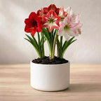 Amaryllis Lily Mix Bulb(1Pc)