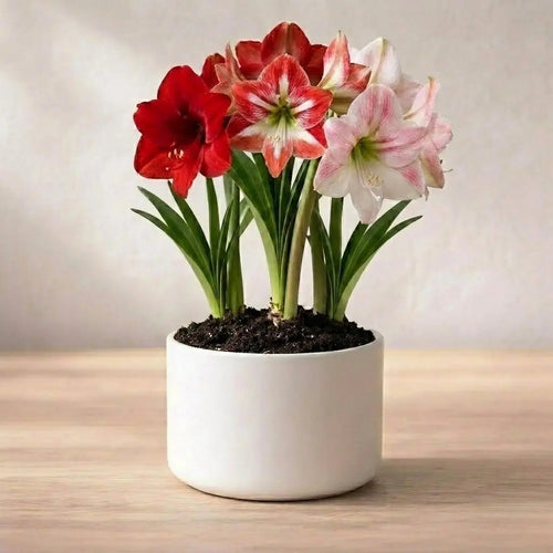 Amaryllis Lily Mix Bulb(1Pc)