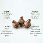 Amaryllis Lily Mix Bulb(1Pc)