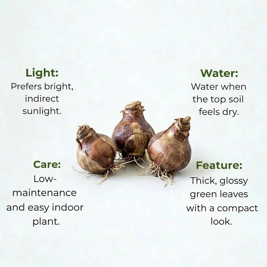 Amaryllis Lily Mix Bulb(1Pc)