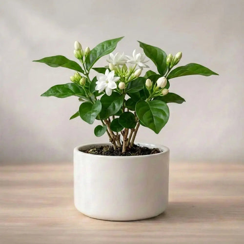 Arabian Jasmine Plant Sapling (1pc)