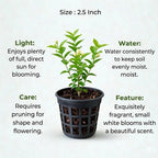 Arabian Jasmine Plant Sapling (1pc)