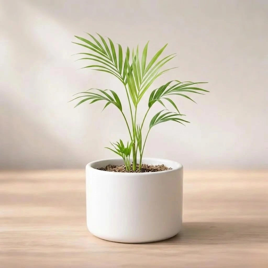 Areca Palm Sapling