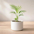 Areca Palm Sapling