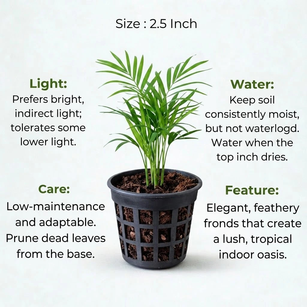 Areca Palm Sapling