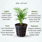 Areca Palm Sapling