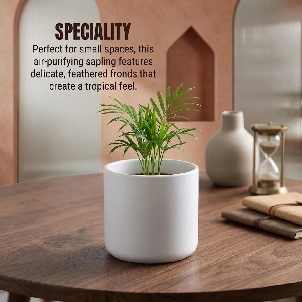 Areca Palm Sapling