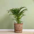 Areca Palm Sapling (Pack of 7)