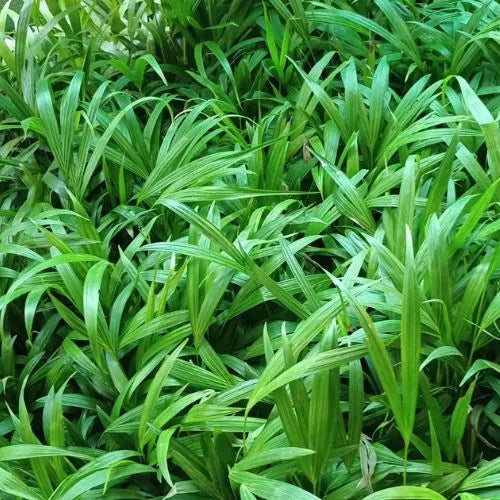 Areca Palm Sapling (Pack of 7)