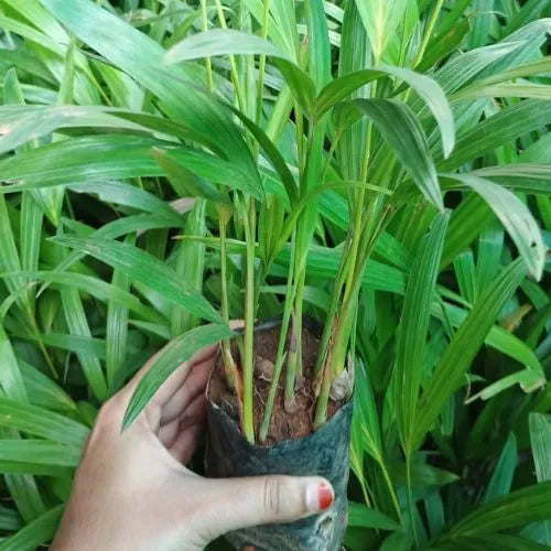 Areca Palm Sapling (Pack of 7)