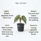 Begonia Angel Wing Plant Sapling (1Pc)