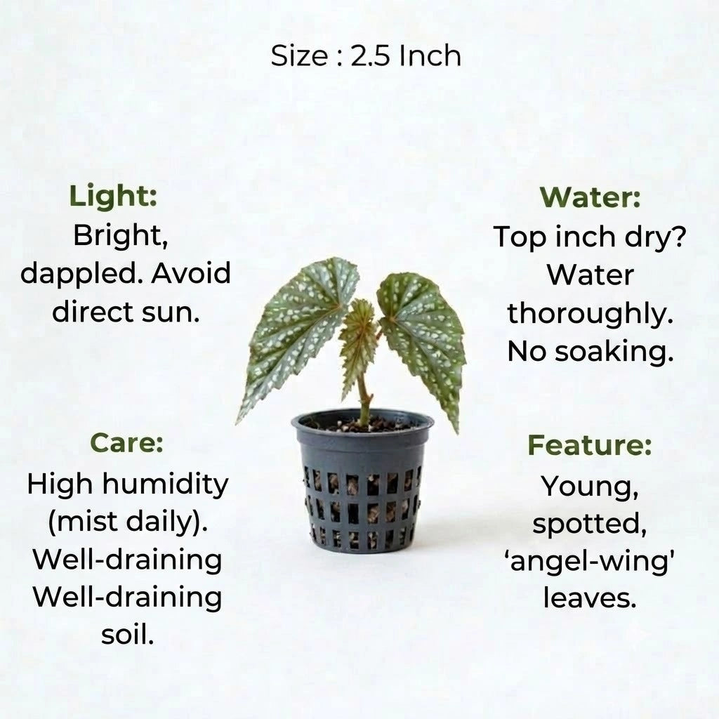 Begonia Angel Wing Plant Sapling (1Pc)