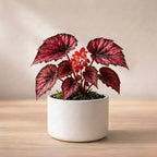 Begonia Red Plant Sapling (1Pc)