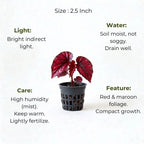 Begonia Red Plant Sapling (1Pc)
