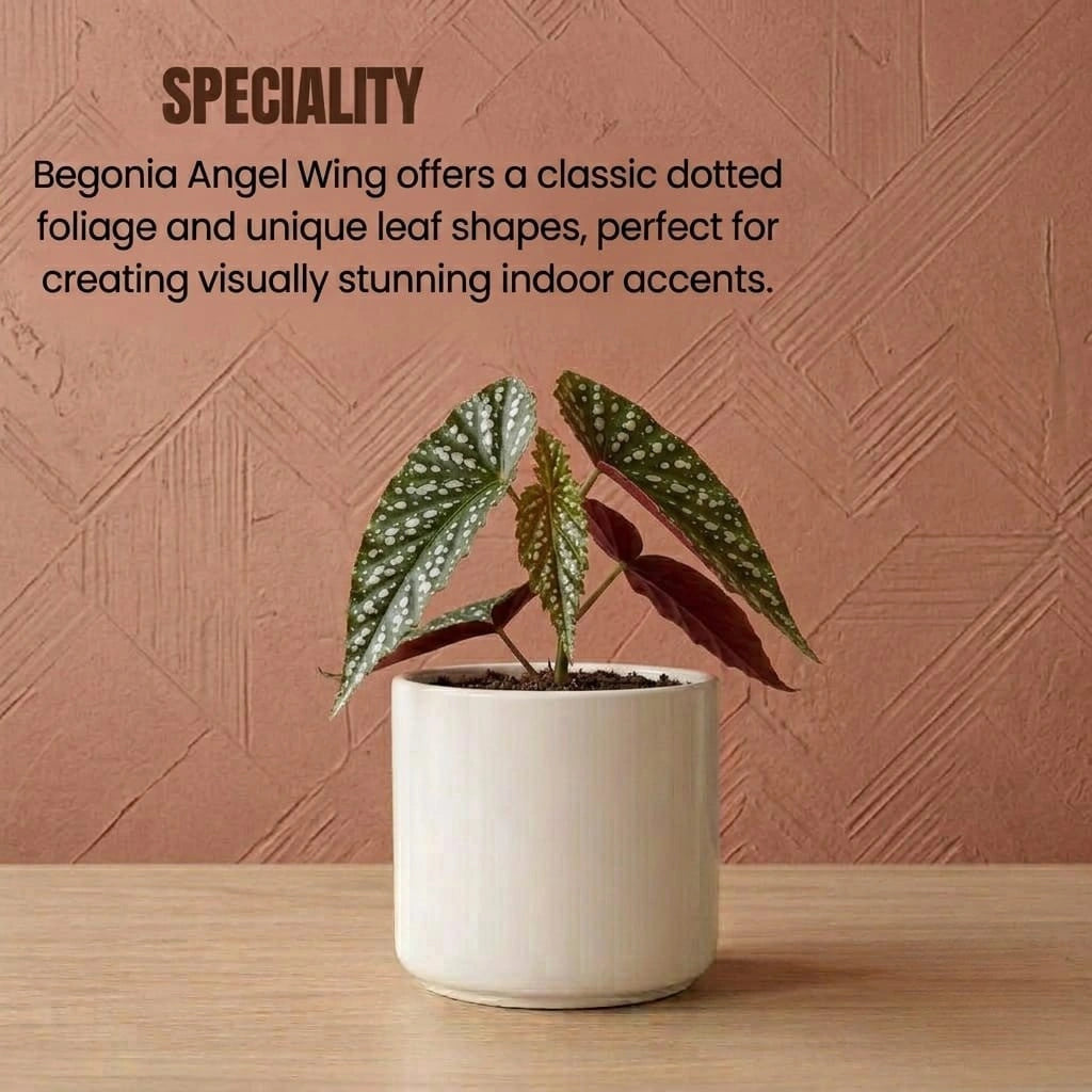 Begonia Red Plant Sapling (1Pc)