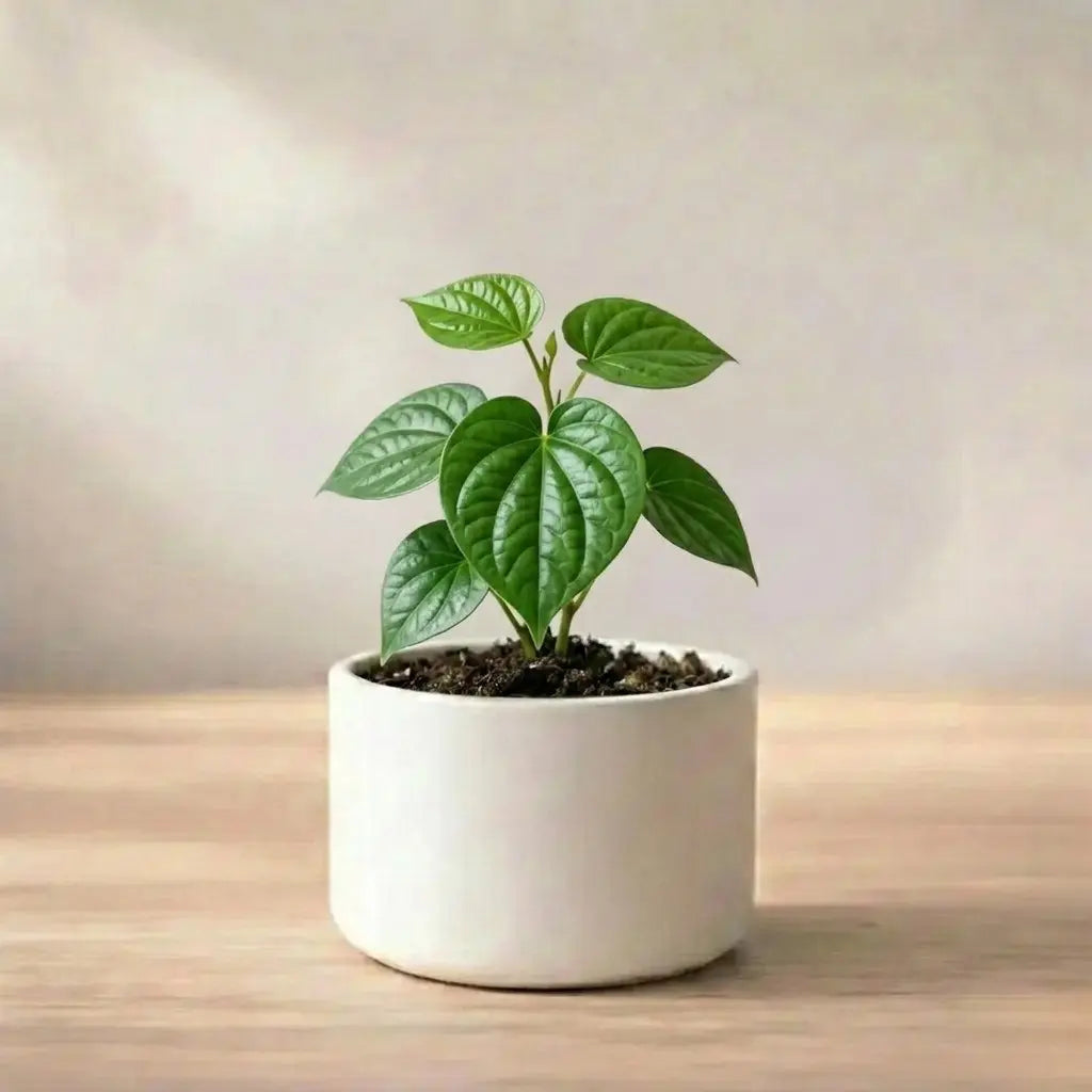 Betel Paan Sapling (1pc)