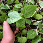 Betel Paan Sapling (1pc)