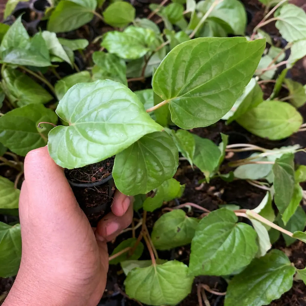 Betel Paan Sapling (1pc)