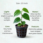 Betel Paan Sapling (1pc)