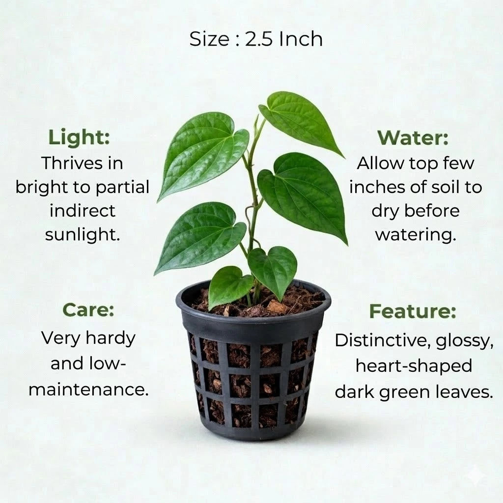 Betel Paan Sapling (1pc)