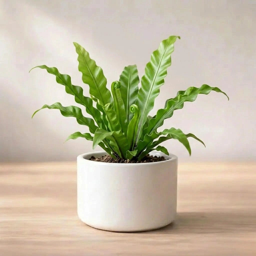 Bird Nest Fern Plant Sapling (1Pc)