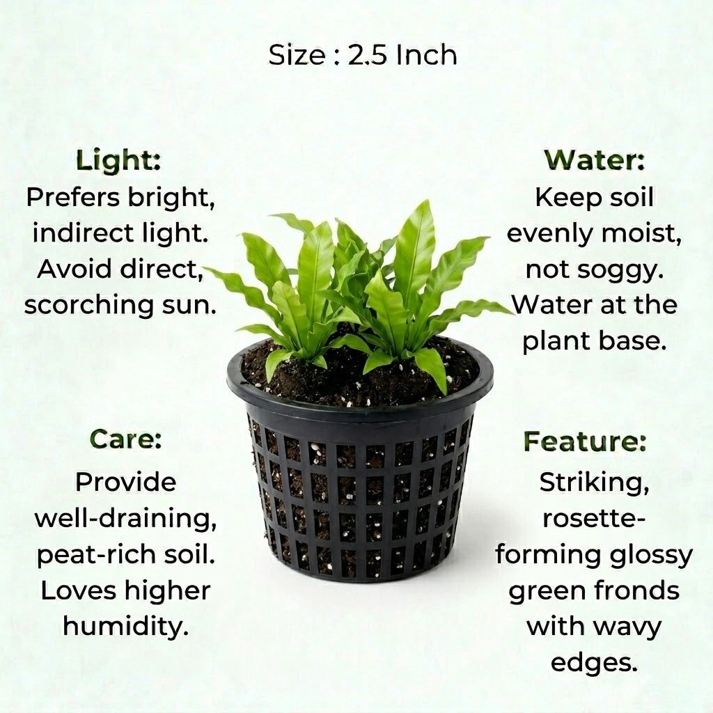 Bird Nest Fern Plant Sapling (1Pc)