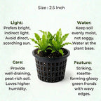 Bird Nest Fern Plant Sapling (1Pc)