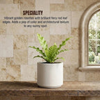 Bird Nest Fern Plant Sapling (1Pc)