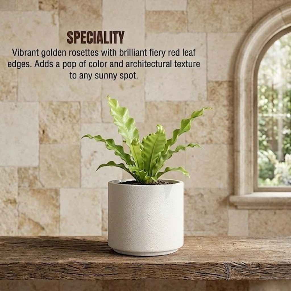 Bird Nest Fern Plant Sapling (1Pc)