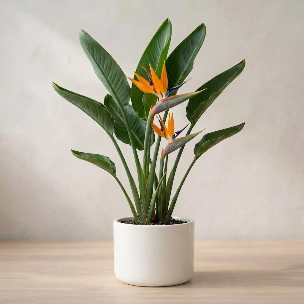 Bird of Paradise Plant Sapling (Pack of 7)
