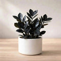 Black Money Plant Sapling (1pc)