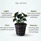 Black Money Plant Sapling (1pc)