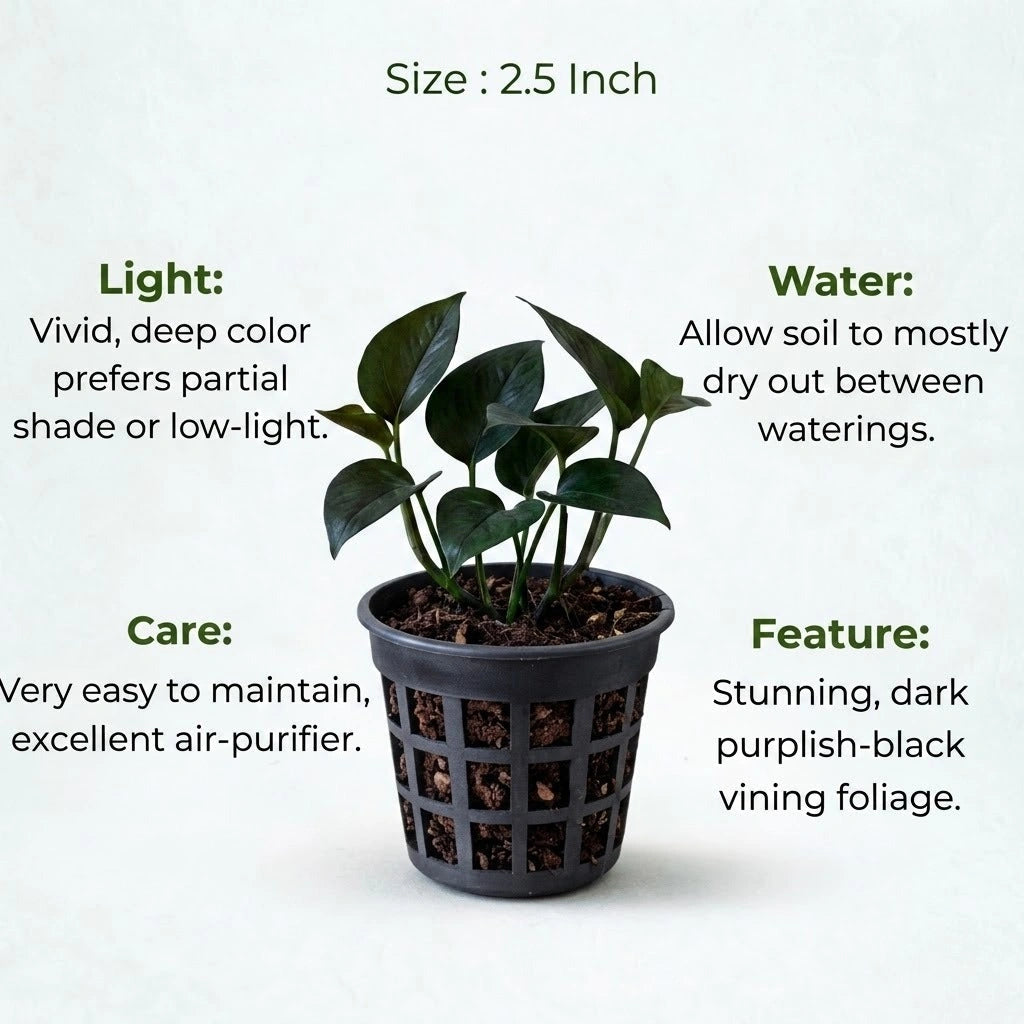 Black Money Plant Sapling (1pc)