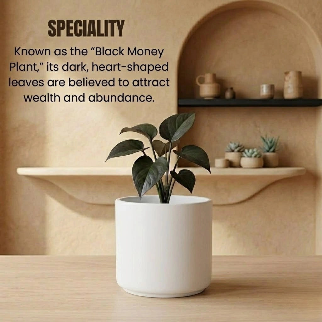 Black Money Plant Sapling (1pc)