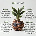 Black Turmeric Bulb