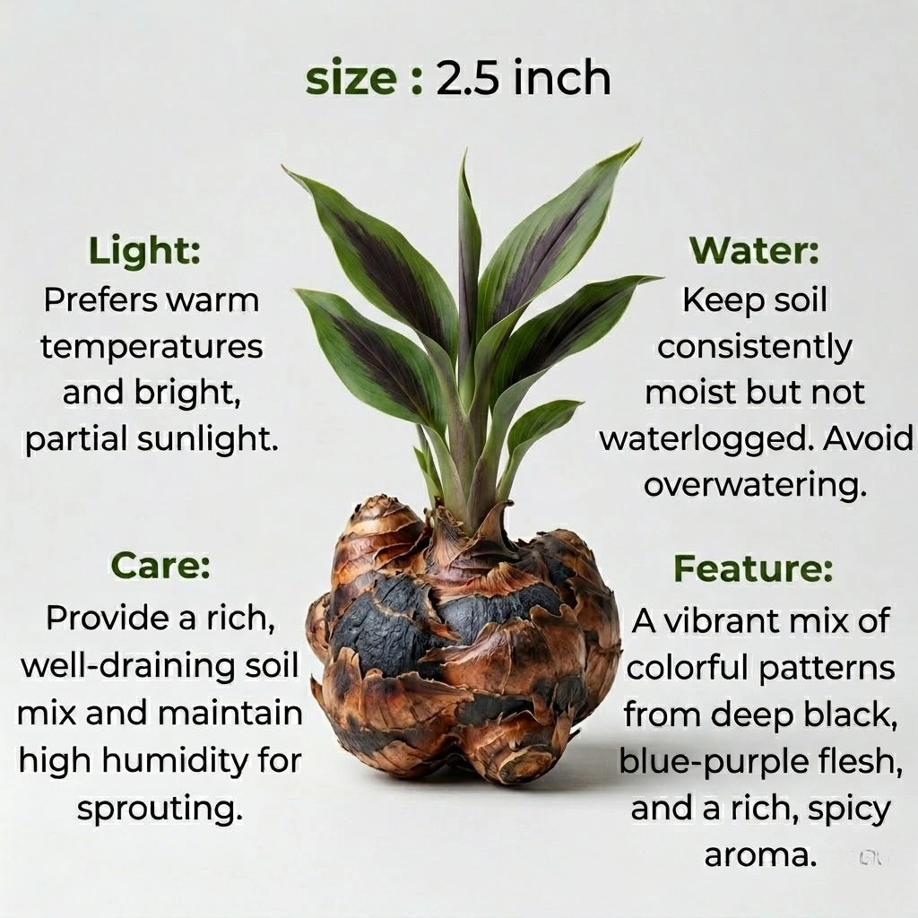 Black Turmeric Bulb