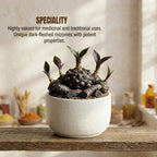 Black Turmeric Bulb
